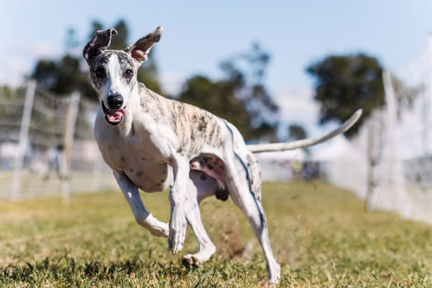 szczęśliwy i podekscytowany pies gończy whippet sight biegający na zewnątrz - charty zdjęcia i obrazy z banku zdjęć