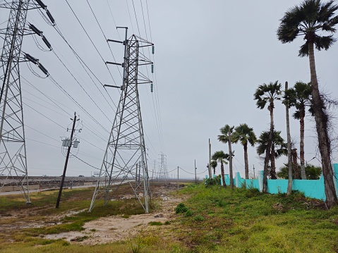 Row Of Electric Power Lines Standing Next To Row Of Tropical Palm Trees