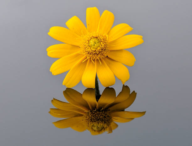 Yellow Coneflower with purple center photographed in the wild.
