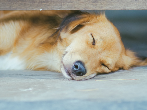 cute brown dog sleeping