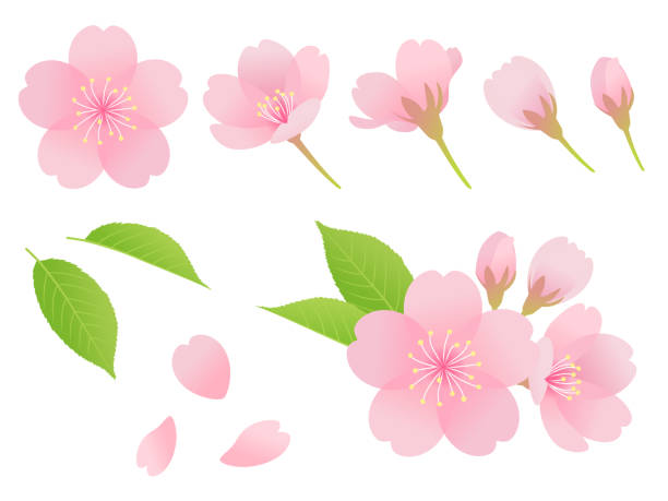 sakura alkatrészek material_set - cseresznyefa témájú stock illusztrációk