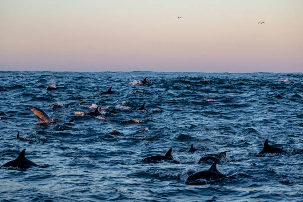 A group of dolphins swims at the surface during the sardine run