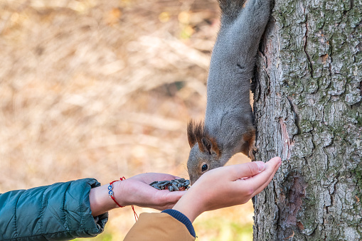 Girl feeds a squirrel with nuts in an autumn park. Squirrel eats nuts from the girls hand.