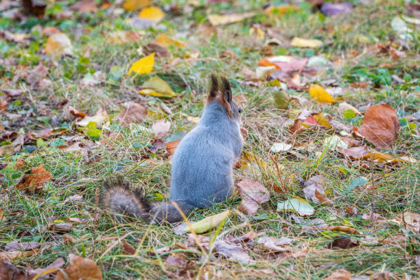 Squirrel with nut sits on green grass with fallen yellow leaves in autumn