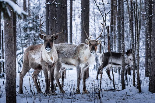Reindeers in the winter forest. Lapland, Finland. in Ii, North Ostrobothnia, Finland