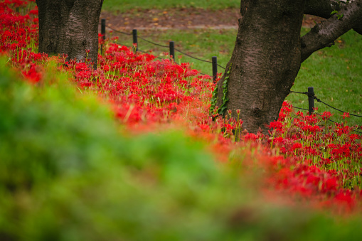 Red spider lily in bloom at the garden, Sep. 2023