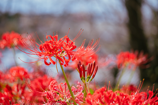 Red spider lily in bloom at the garden, Sep. 2023