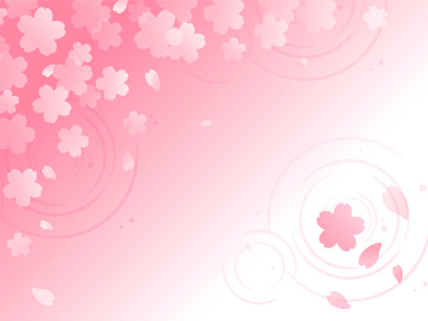 illustrazioni stock, clip art, cartoni animati e icone di tendenza di sfondo rosa pallido in stile giapponese di fiori di ciliegio che galleggiano sulla superficie dell'acqua - floating on water petal white background water