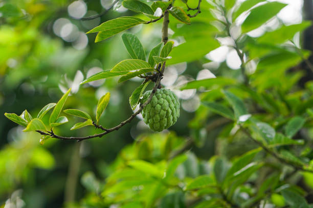 Close up shot of a Custard Apple Wild sweetsop hanging on it's tree annona reticulata stock pictures, royalty-free photos & images