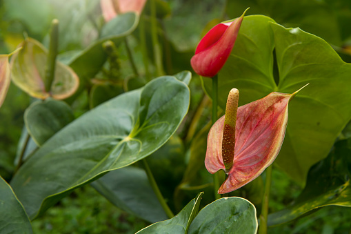 Red anthurium flowers, close up. Red tailflower, flamingo flower, laceleaf in flower shop, banner tropical background