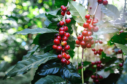 Red arabrica cherry is often grown at higher altitudes, where cooler temperatures and specific climatic conditions contribute to the development of nuanced flavors in the beans.