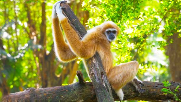 gibbon entspannt sich auf einem baumtier – stockfoto - gibbon rainforest animal ape stock-fotos und bilder