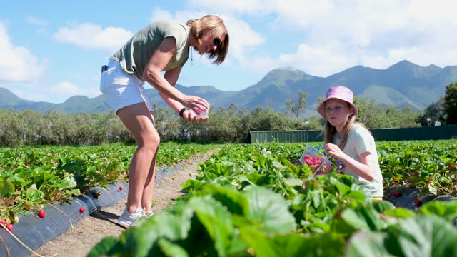 Mother picking fresh strawberries with her daughter from the organic farm