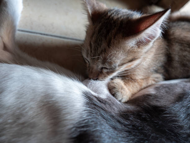 istock Kitten Breastfeeding while The Mother Black and White Cat Lying 1938937645