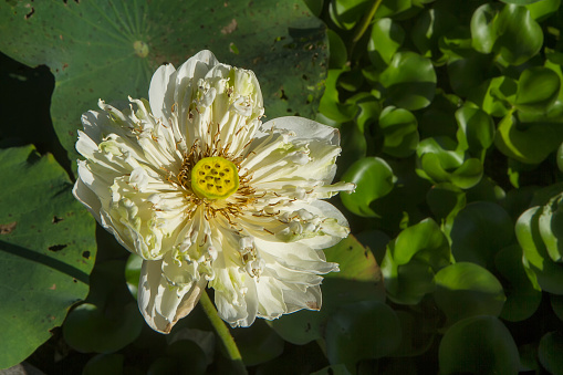 white sacred lotus flower. water lily in the pond