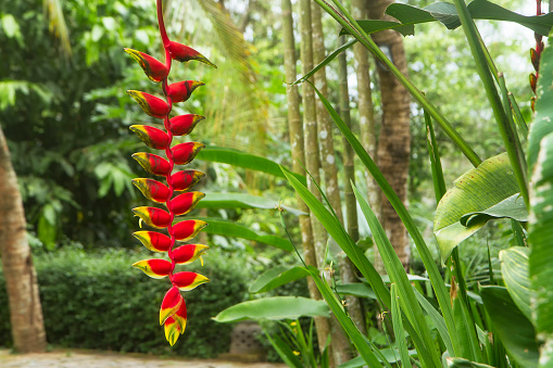False bird of paradise or Heliconia rostrata also known as Hanging lobster, Crab claw, Parrot's beak