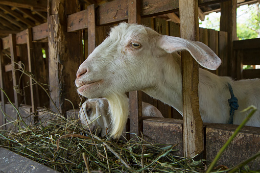 etawa goat or jamnapari goat in the farm