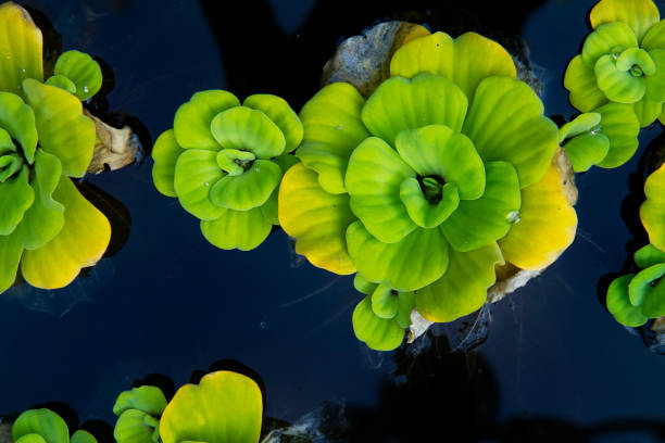 water lettuce or pistia stratiotes linnaeus on the water - water lettuce plant water plant water стоковые фото и изображения