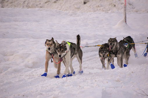 The dogs work in tandem to run the race towards victory. The joy on these dogs is apparent. The dogsled dogs have been well trained. It is apparent that they are enjoying the race and are working well together.
