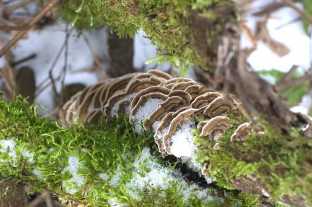 Top down view of bracket mushrooms, most likely Turkey-Tail (Trametes versicolor), growing on a mossy tree branch with the snowy forest floor out of focus in the background. Taken in public parks in Beaverton, a suburb to the west of Portland, OR.