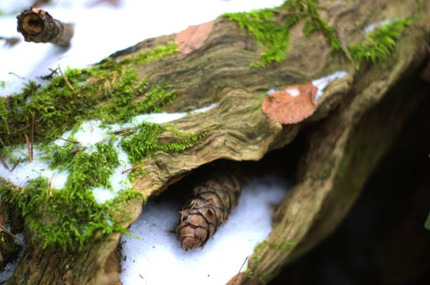 Mossy dead wood on the forest floor with a pine-cone nestled in a knot, covered in snow. Taken in public parks in Beaverton, a suburb to the west of Portland, OR.