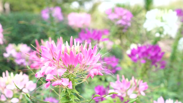Color of nature flower Blooming, Beautiful floral spring, colorful natural of fresh nature in garden greeting in season for summer time with wind blew. 4K