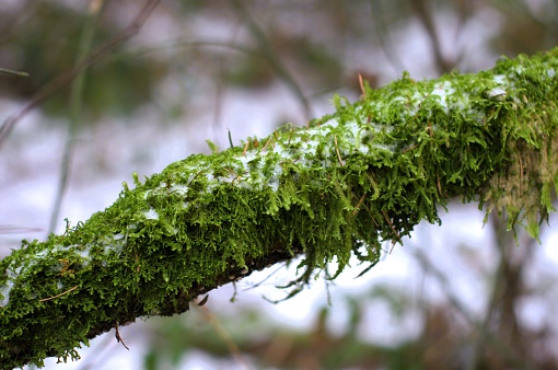 Moss covered branch with a light dusting of snow, with the forest out of focus in the background. Taken in public parks in Beaverton, a suburb to the west of Portland, OR.