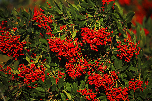 Ripe Toyon berries commonly known as California Christmas Holly are abundant during winter months on the northern slopes of South Hills Park in Glendora, California.
