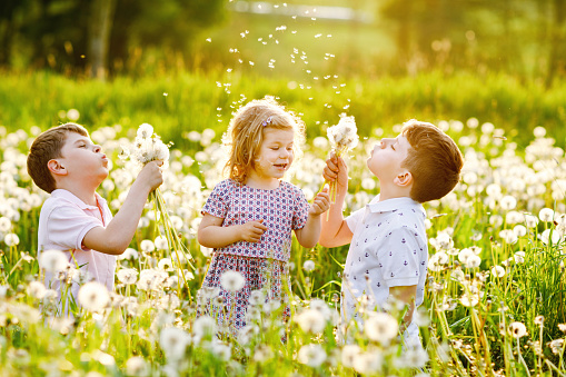 Two kids boys and little baby girl blowing on a dandelion flowers on the nature in the summer. Happy healthy toddler and school children with blowballs, having fun. Family of three love, together.