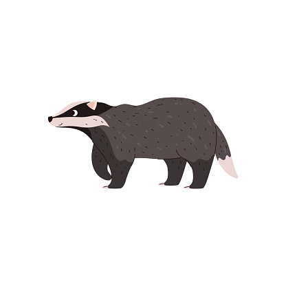 Badger vector illustration. Taiga and tundra forest wild animal having a gray and black wool. Cartoon omnivorous nocturnal weasel brock species mammal isolated on white