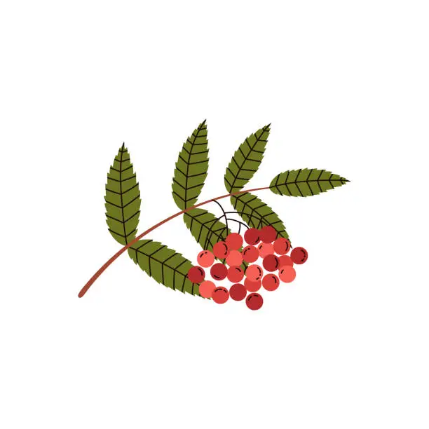Vector illustration of Rowan tree branch with berries and leaves vector illustration