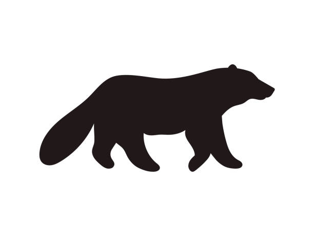 istock Wolverine black silhouette of animal in profile, vector illustration isolated. 1939020398