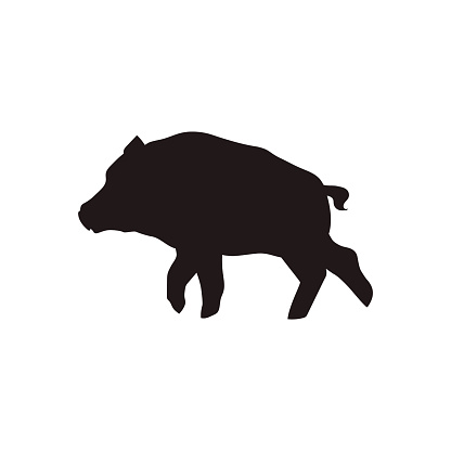 Wild boar black silhouette. Forest animal of the tundra and taiga. Cartoon character of nature creature, wild hog boar with tusks. Northern large ungulate mammal vector illustration isolated on white