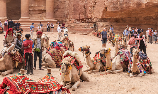 Wadi Musa, Jordan, October 05, 2023 : Camels lie and rest in the square in front of Al Khazneh - a Nabatean temple in the Nabatean Kingdom of Petra in Wadi Musa city in Jordan