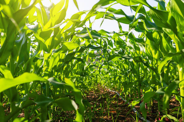istock corn field with sunrise at countryside 1939034928