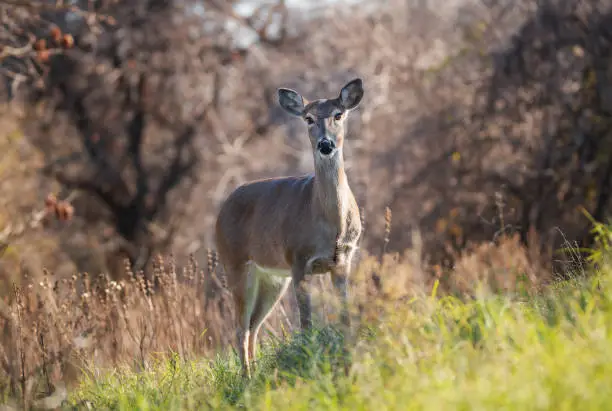 Photo of White tailed deer, female doe, standing in tall grass