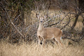 White tailed deer, female doe, standing in tall grass