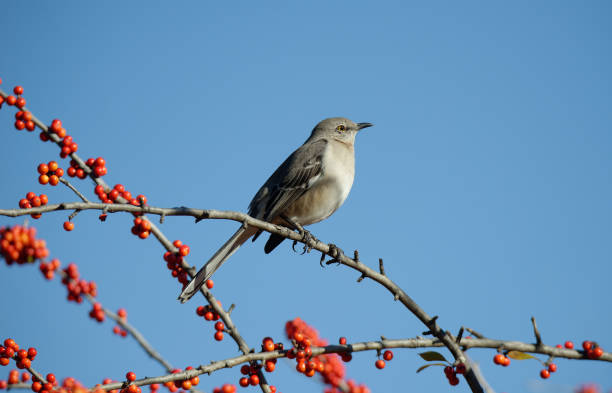 istock Northern Mockingbird on a tree branch with red berries 1939045297