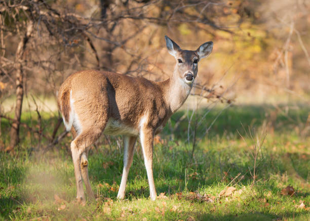 istock White tailed deer, female doe, standing in grassy field 1939046356