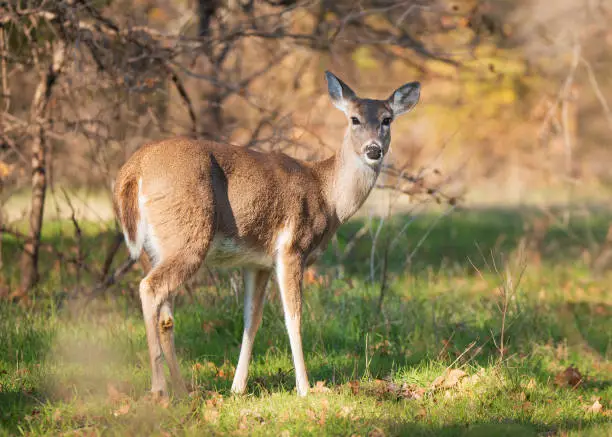 Photo of White tailed deer, female doe, standing in grassy field