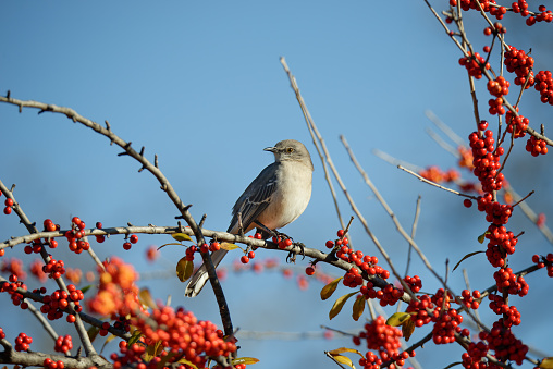 Northern Mockingbird (Mimus polyglottos) perched on a holly tree branch with red berries in Texas winter. Bright blue sky background with copy space.