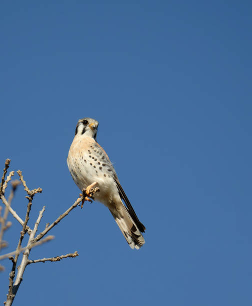 istock American Kestrel or Sparrow Hawk perched on the top of the tree 1939047396