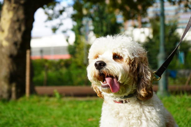 istock tongue out Tuesday 1939049468