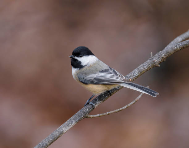 istock black capped chickadee bird standing on the tree branch 1939067126