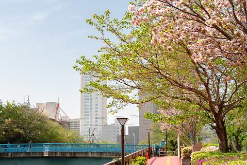 Nakameguro river bridge with cherry blossoms in Tokyo, Japan