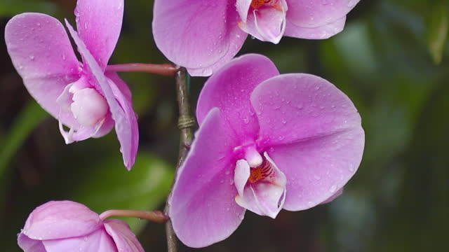 Pink Orchid In Park
