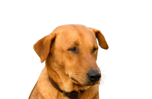 istock Red male dog  isolated  white background for both printing and web pages 1939080574