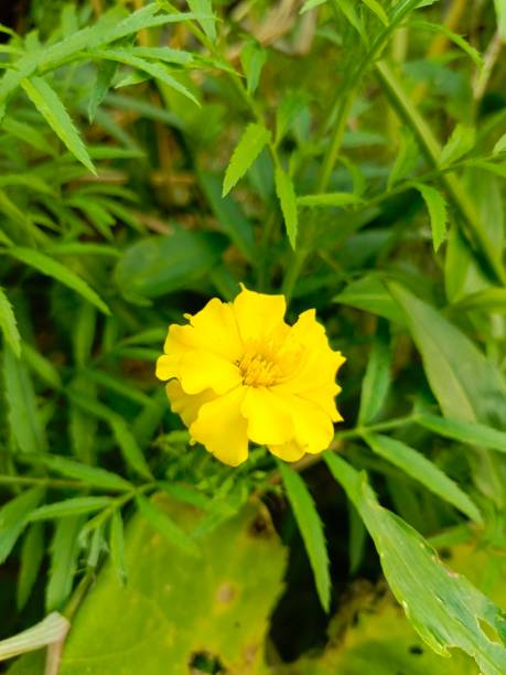 istock Beautiful flower in the bush 1939086270