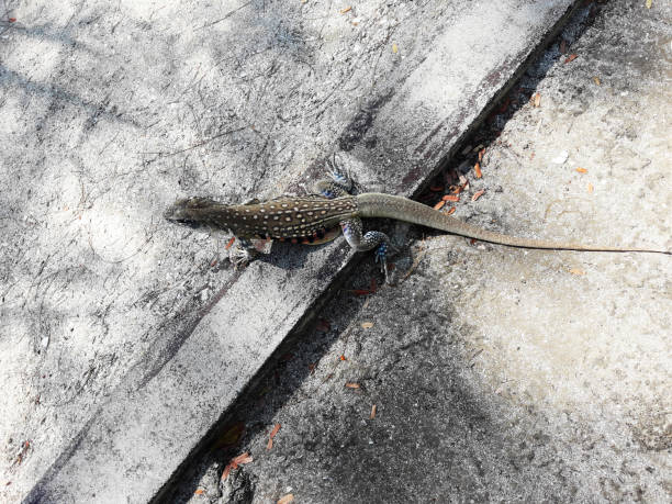 istock Butterfly agama or Small-scaled or Ground lizard  on the sand 1939088831