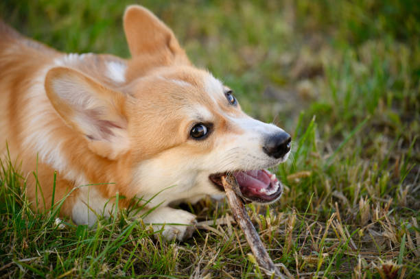 istock Welsh Corgi chewing a stick while lying on the grass, being in a stressful state. Concept psychological health of dogs 1939091743